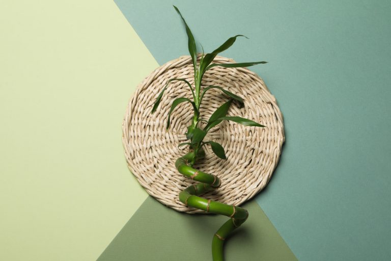 Understanding Wabi-Sabi: Embracing Natural Imperfection in Plant Compositions